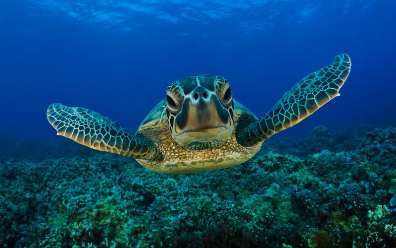 Turtle
